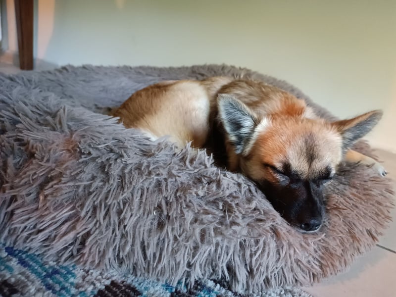 Mischlingsrüde Jack russel x zwergspitz Hugo 1 Jahr alt