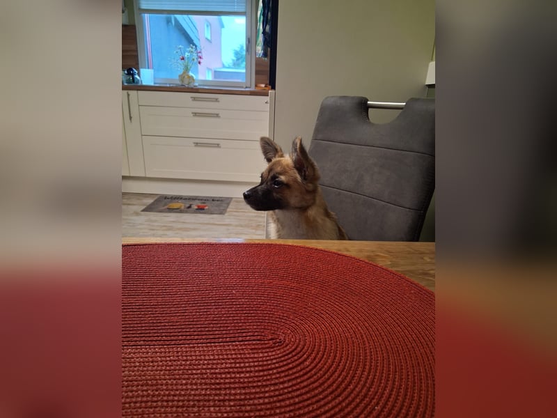 Mischlingsrüde Jack russel x zwergspitz Hugo 1 Jahr alt