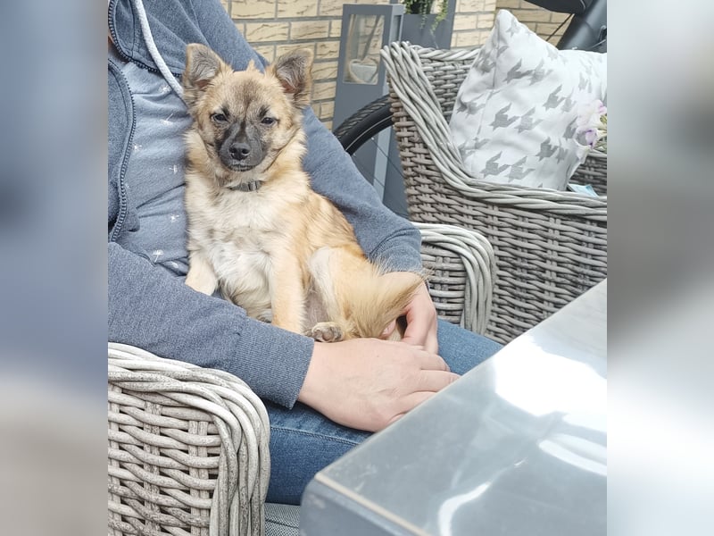 Mischlingsrüde Jack russel x zwergspitz Hugo 1 Jahr alt