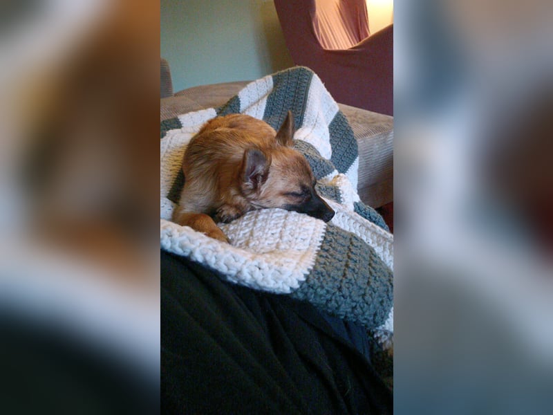Mischlingsrüde Jack russel x zwergspitz Hugo 1 Jahr alt