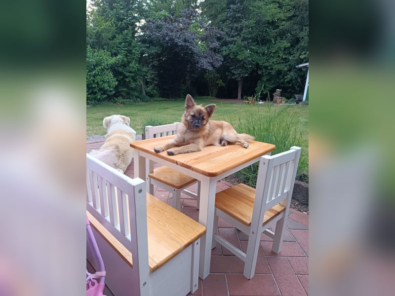 Mischlingsrüde Jack russel x zwergspitz Hugo 1 Jahr alt
