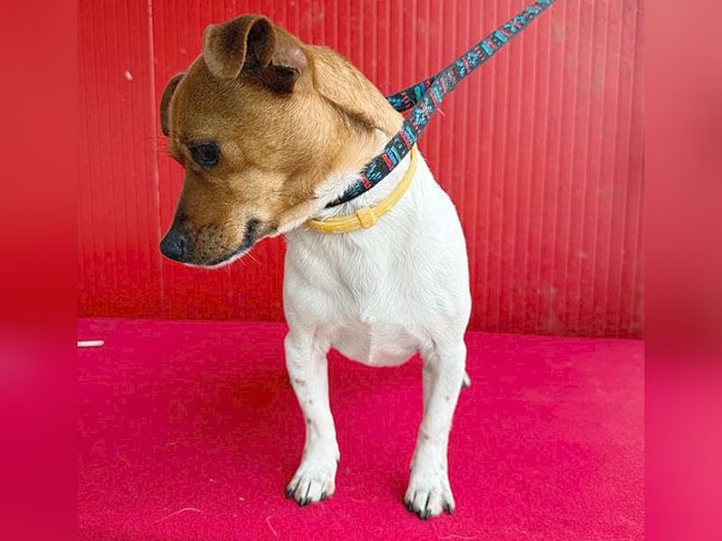 süßer kleiner Zwerg MORZSA - 5,5 Jahre, 25cm/5kg - Jack Russell-Mix