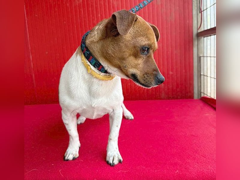 süßer kleiner Zwerg MORZSA - 5,5 Jahre, 25cm/5kg - Jack Russell-Mix