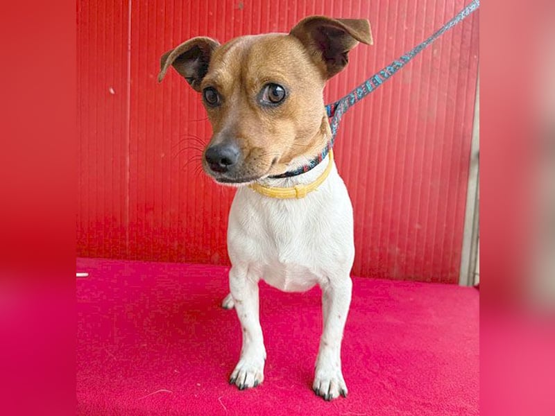 süßer kleiner Zwerg MORZSA - 5,5 Jahre, 25cm/5kg - Jack Russell-Mix