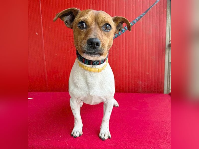 süßer kleiner Zwerg MORZSA - 5,5 Jahre, 25cm/5kg - Jack Russell-Mix