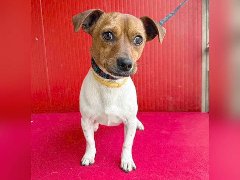 süßer kleiner Zwerg MORZSA - 5,5 Jahre, 25cm/5kg - Jack Russell-Mix