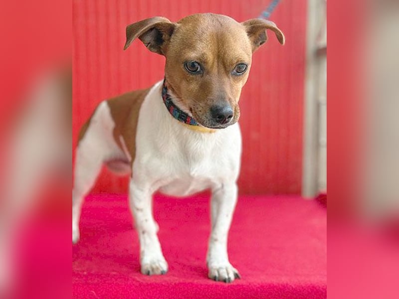 süßer kleiner Zwerg MORZSA - 5,5 Jahre, 25cm/5kg - Jack Russell-Mix