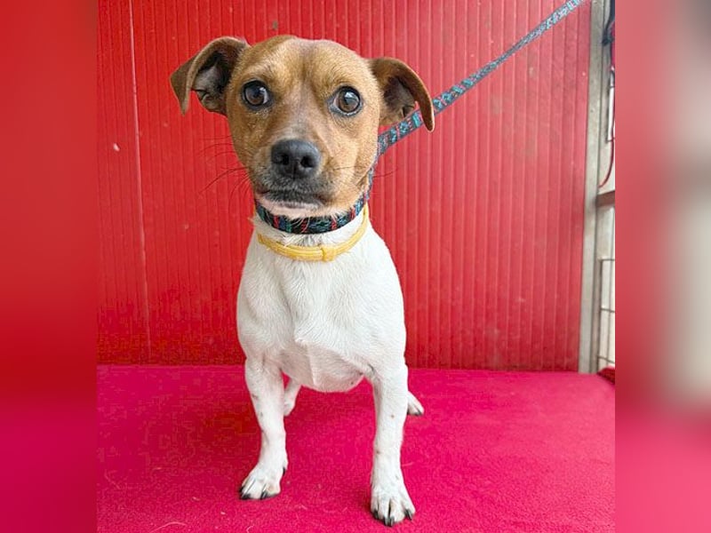 süßer kleiner Zwerg MORZSA - 5,5 Jahre, 25cm/5kg - Jack Russell-Mix