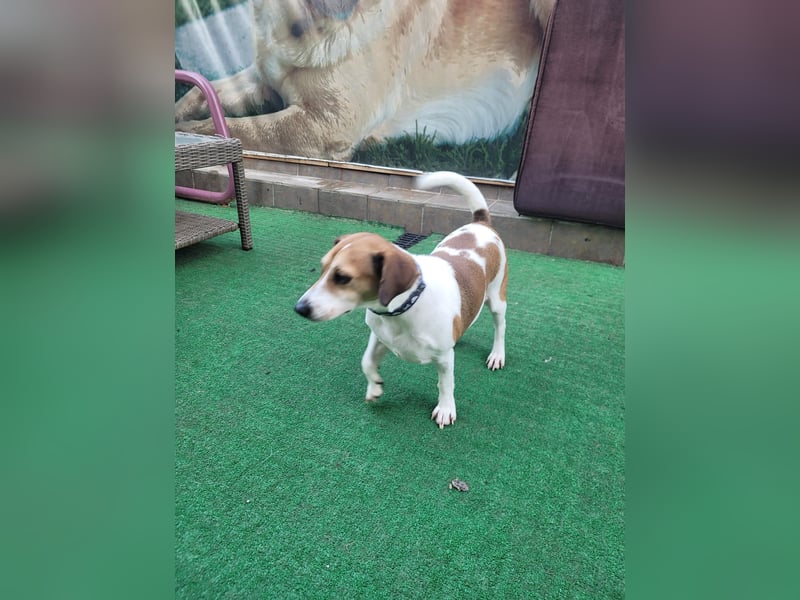 Jack Russel Pars sucht ein Zuhause oder eine Pflegestelle