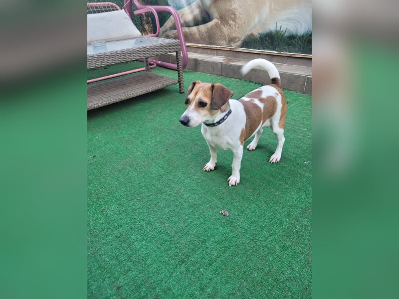 Jack Russel Pars sucht ein Zuhause oder eine Pflegestelle