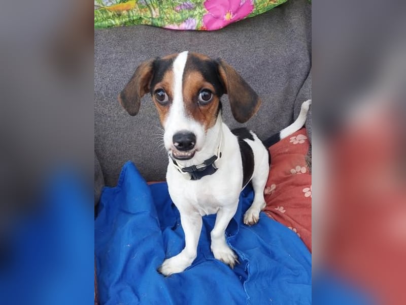 Rudi, fröhlicher etwas besonderer Jack Russell Mix