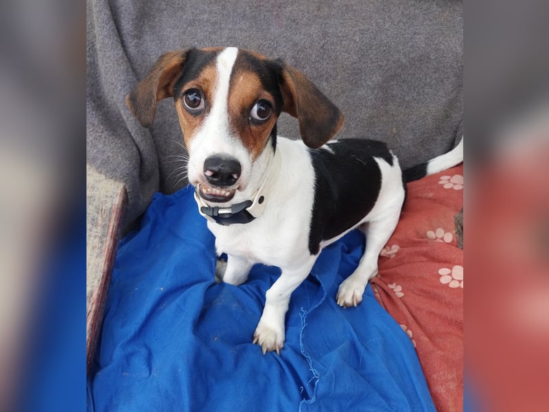 Rudi, fröhlicher etwas besonderer Jack Russell Mix