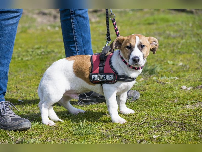 Trabi SI - aktiv, lieb