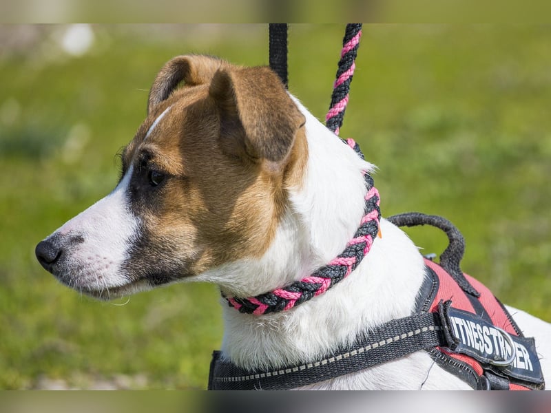 Trabi SI - aktiv, lieb