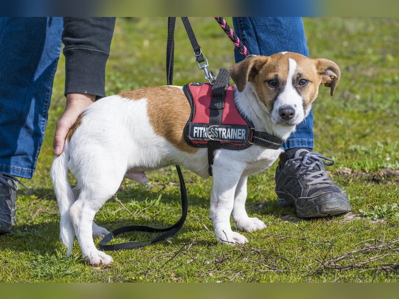 Trabi SI - aktiv, lieb