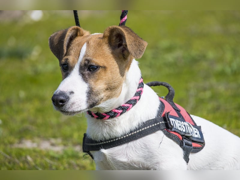 Trabi SI - aktiv, lieb