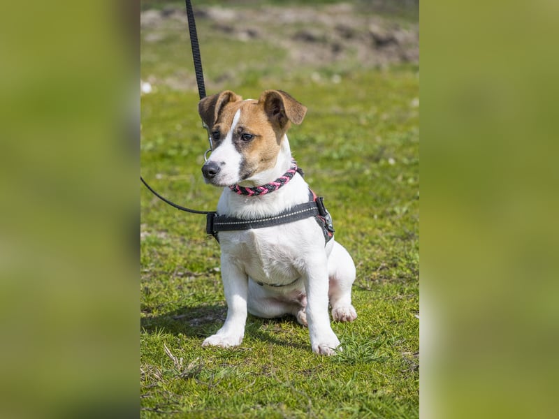 Trabi SI - aktiv, lieb