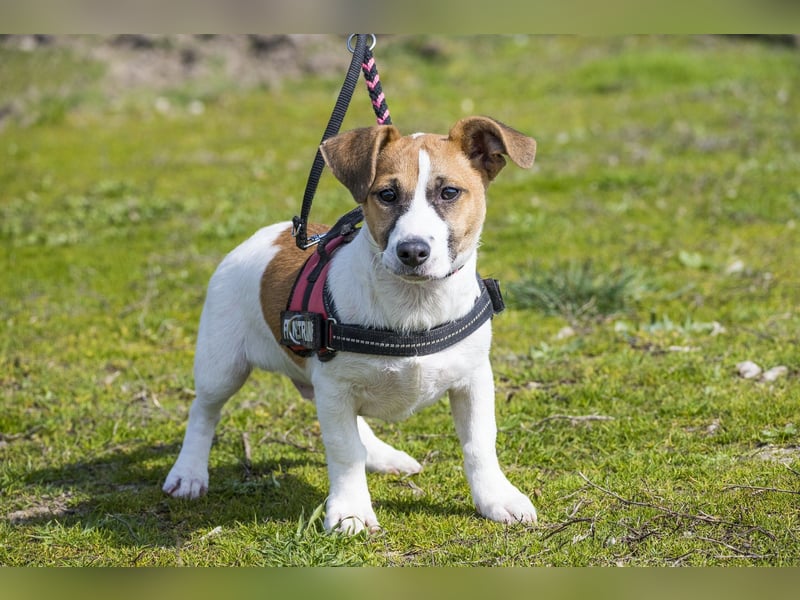 Trabi SI - aktiv, lieb