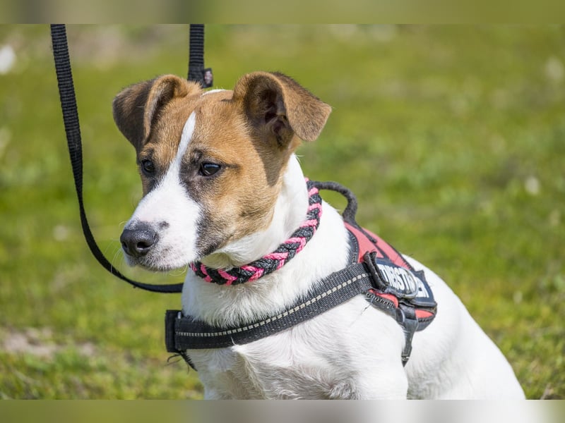 Trabi SI - aktiv, lieb