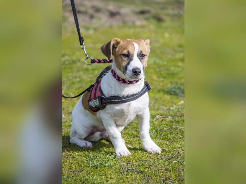 Trabi SI - aktiv, lieb