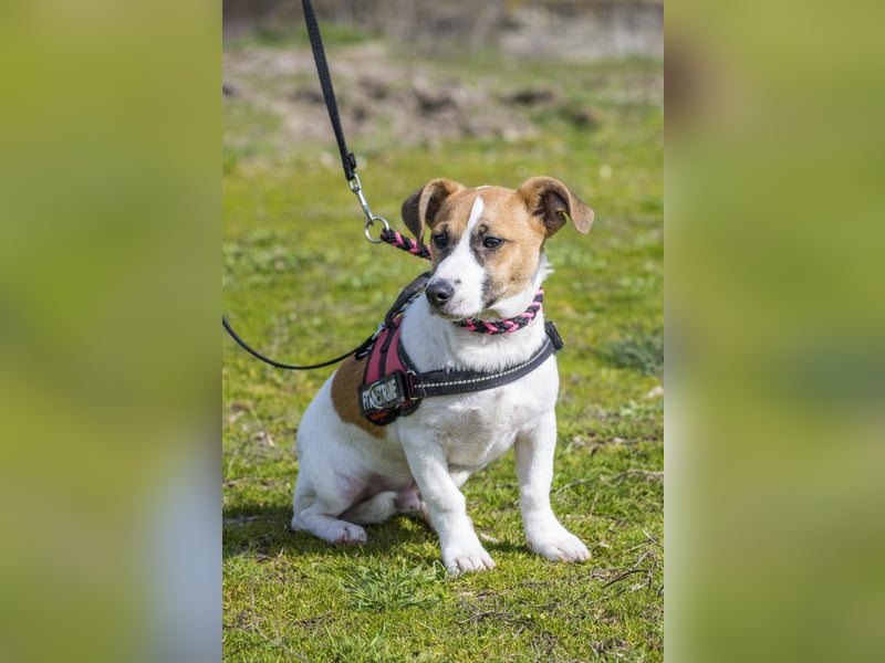 Trabi SI - aktiv, lieb