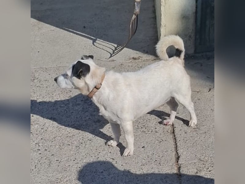 Maxi ein freundlicher, fröhlicher Hundebub