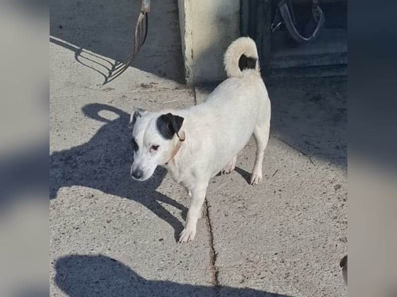 Maxi ein freundlicher, fröhlicher Hundebub