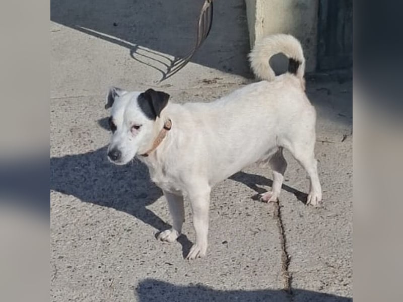 Maxi ein freundlicher, fröhlicher Hundebub