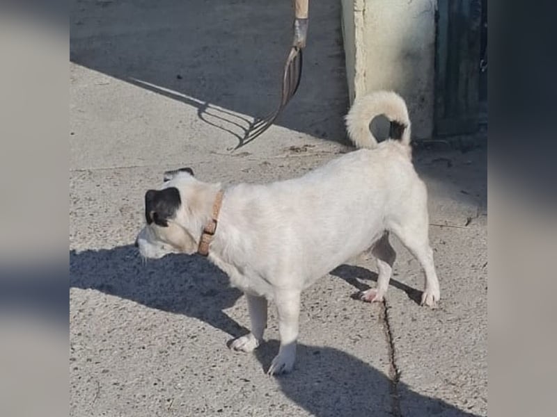 Maxi ein freundlicher, fröhlicher Hundebub