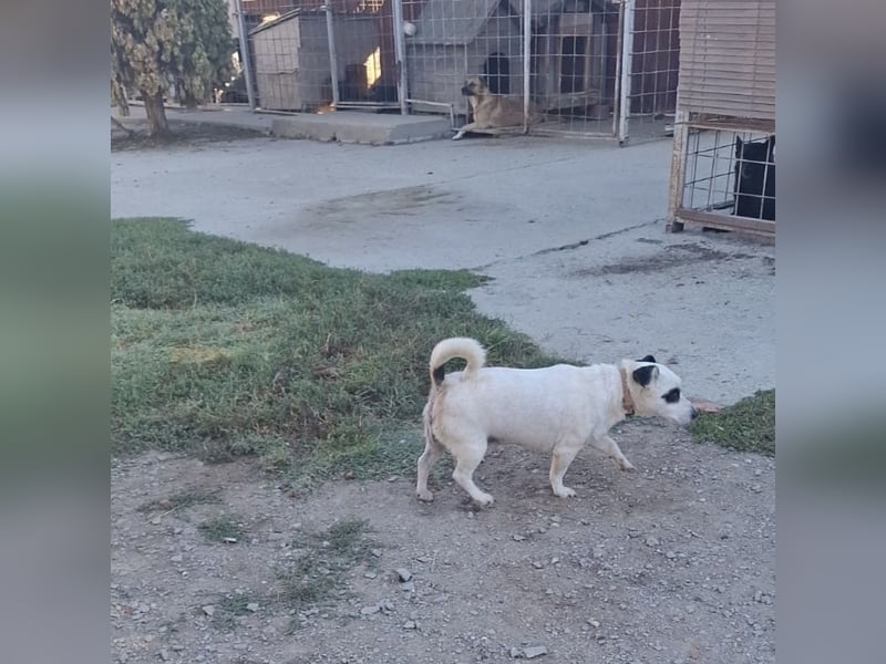 Maxi ein freundlicher, fröhlicher Hundebub