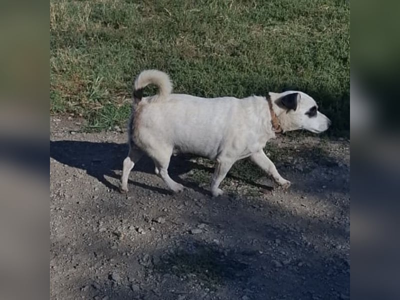 Maxi ein freundlicher, fröhlicher Hundebub