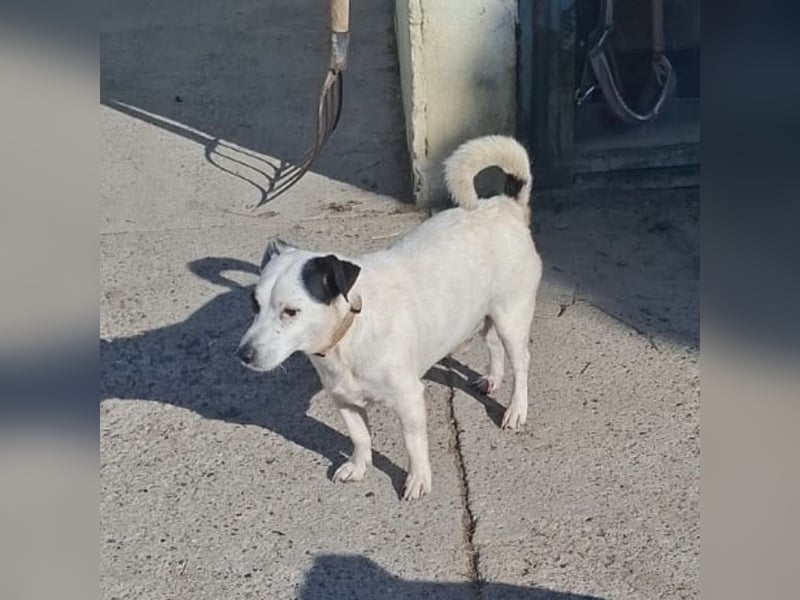 Maxi ein freundlicher, fröhlicher Hundebub