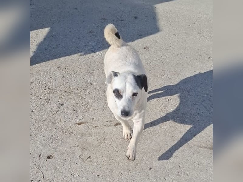 Maxi ein freundlicher, fröhlicher Hundebub