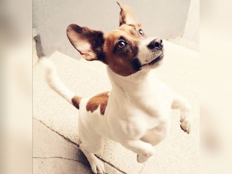 Charmanter Jack Russell Deckrüde Buddy sucht Hundedamen mit Herz