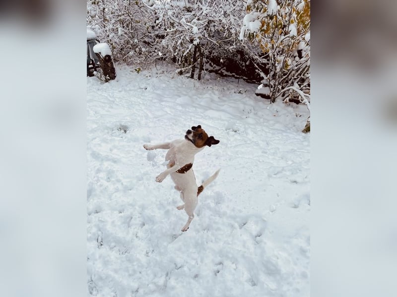 Charmanter Jack Russell Deckrüde Buddy sucht Hundedamen mit Herz