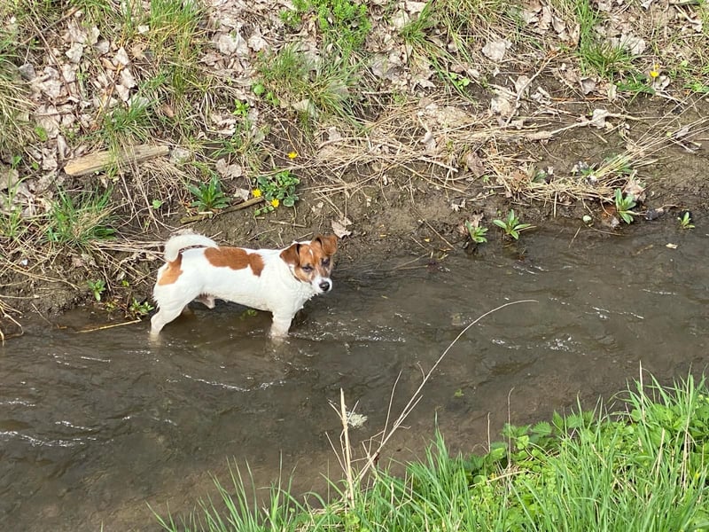 Charmanter Jack Russell Deckrüde Buddy sucht Hundedamen mit Herz