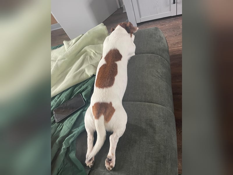 Charmanter Jack Russell Deckrüde Buddy sucht Hundedamen mit Herz
