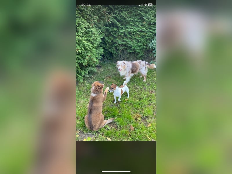 Charmanter Jack Russell Deckrüde Buddy sucht Hundedamen mit Herz