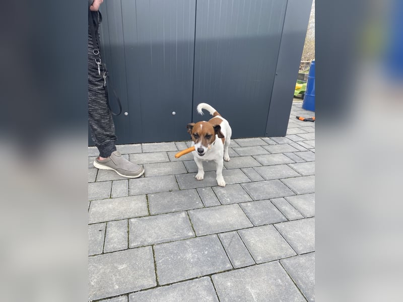 Charmanter Jack Russell Deckrüde Buddy sucht Hundedamen mit Herz