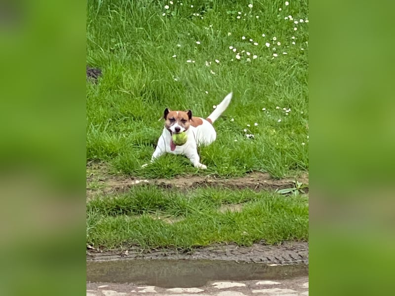 Charmanter Jack Russell Deckrüde Buddy sucht Hundedamen mit Herz