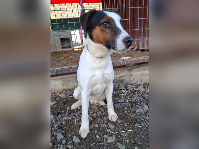 Vili, Jack Russell-Mix, Rüde, geb. am 15.09.2024, 43 cm, 12 kg