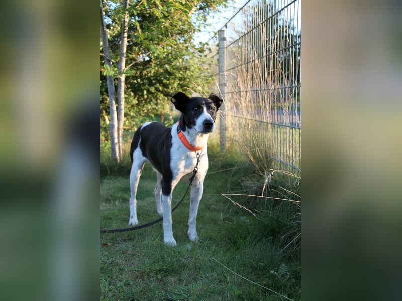 Jack - kleiner Pirat auf vier Pfoten