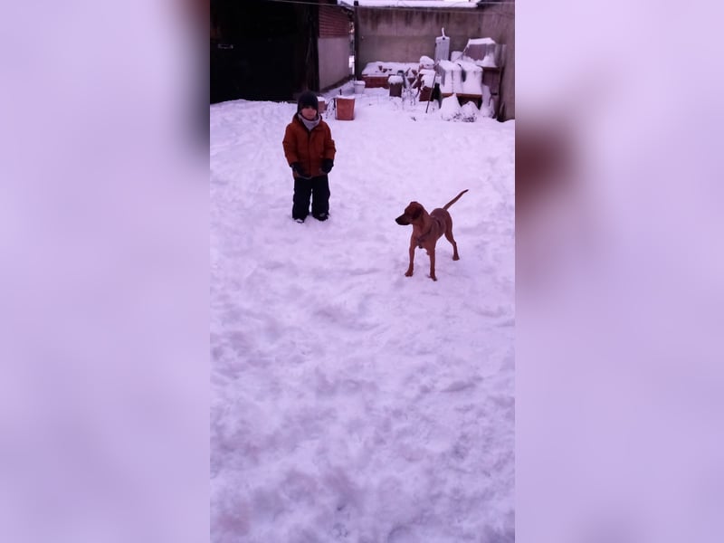 Rocky Rüde sucht seinen Rentner/-in