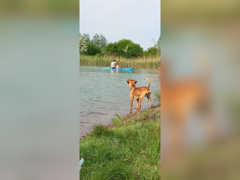 Rocky Rüde sucht seinen Rentner/-in