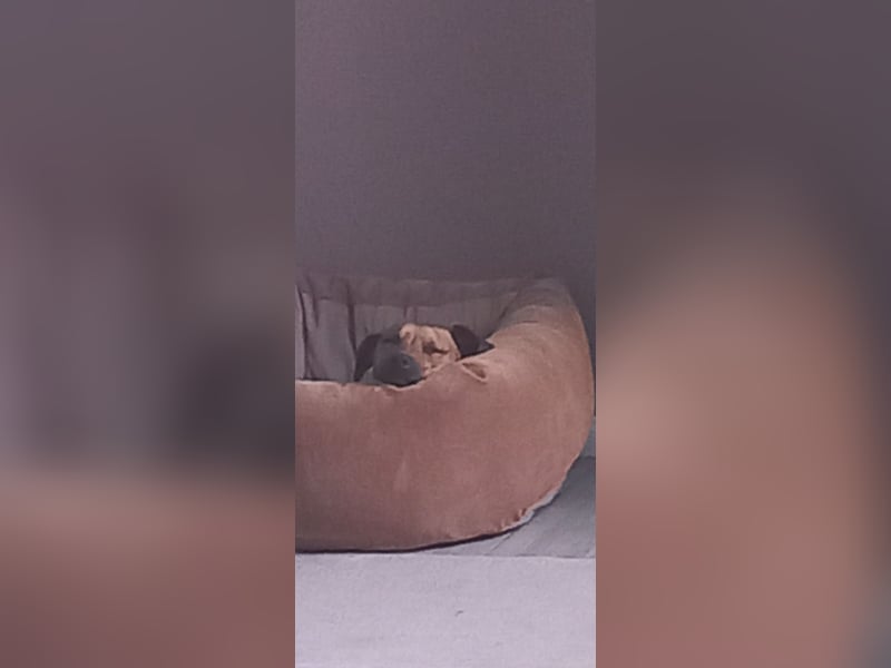 Rocky Rüde sucht seinen Rentner/-in