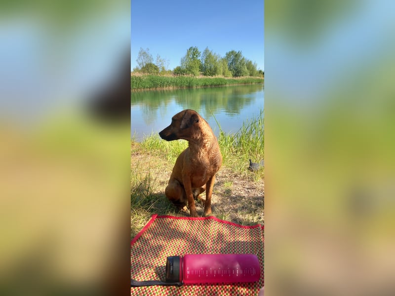 Rocky Rüde sucht seinen Rentner/-in