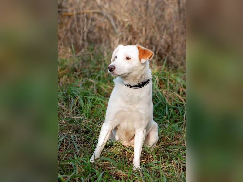 Bucket - Schmusebacke (Ukraine)