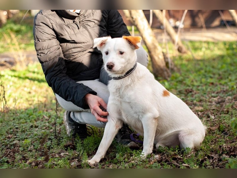 Bucket - Schmusebacke (Ukraine)