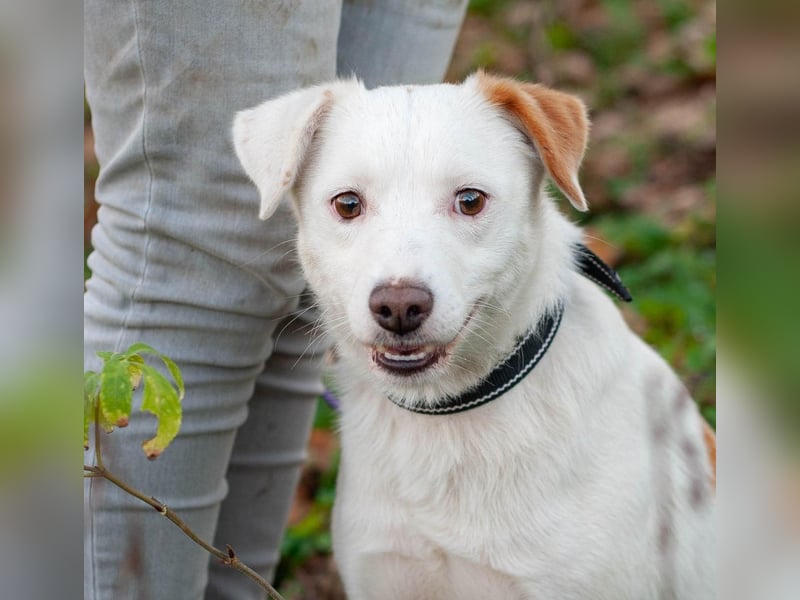 Bucket - Schmusebacke (Ukraine)