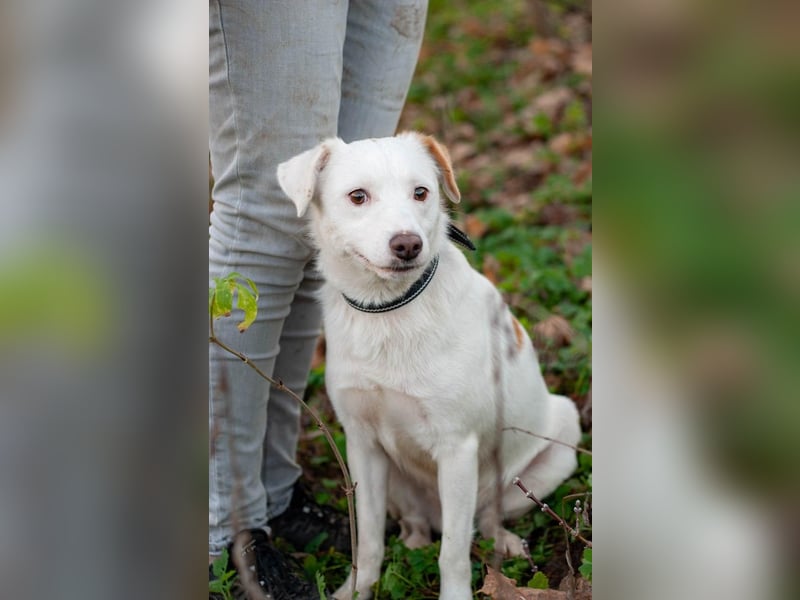 Bucket - Schmusebacke (Ukraine)